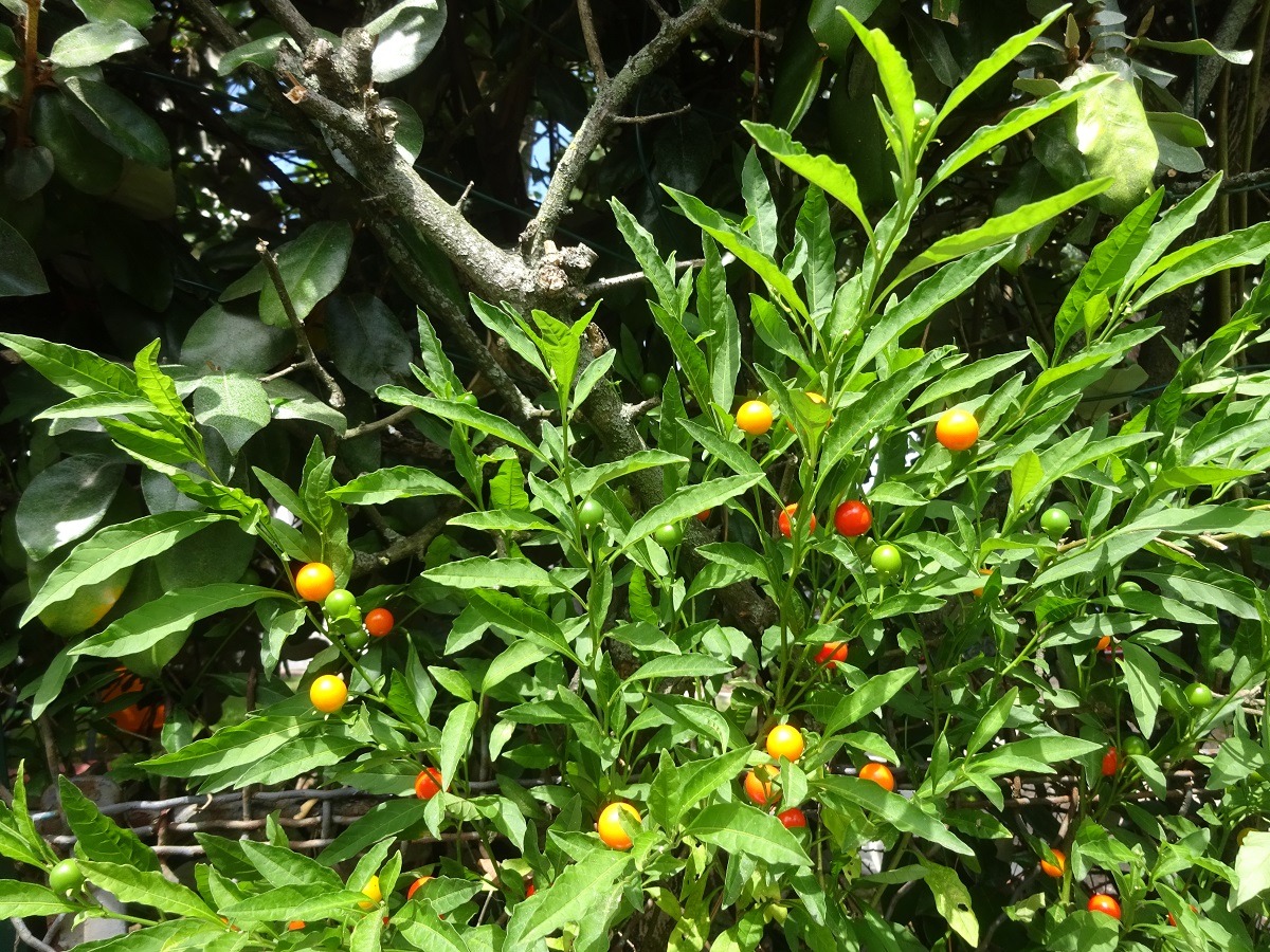 Solanum pseudocapsicum (Solanaceae)